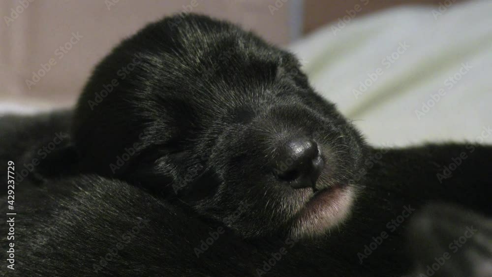 Newborn puppy sleeps sweetly. The birth of a new dog life. Newborn puppy sleeps sweetly. The birth of a new dog life.