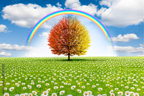 Baum in einer Blumenwiese mit Regenbogen