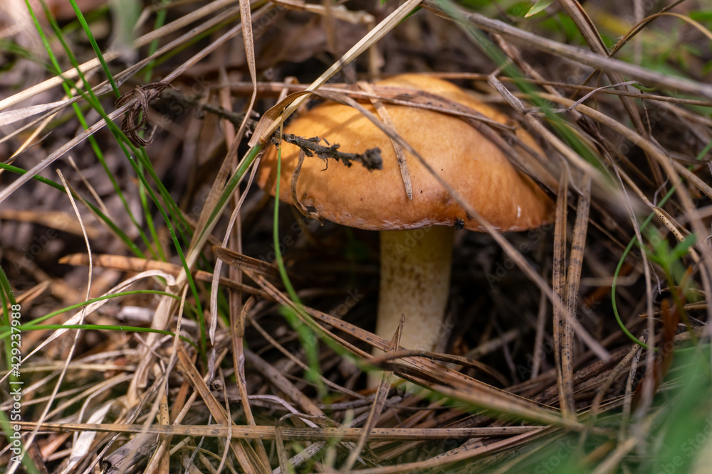 Edible russula mushrooms in the grass in the forest Edible russula mushrooms in the grass in the forest