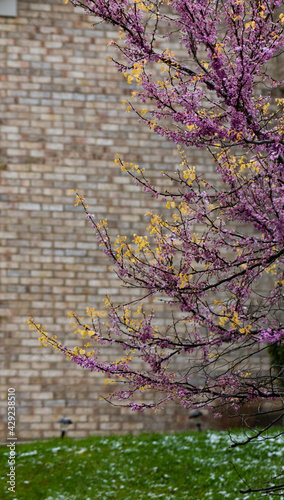 Blooming tree in purple and orange colors on brick wall background
