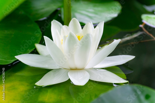 White water lily with yellow center and green leaves closeup in the pond 