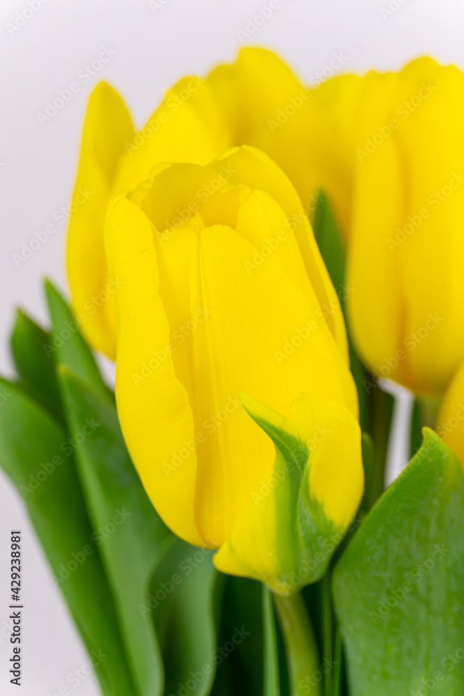 Yellow tulip heads with green leaves closeup on a light grey background Yellow tulip heads with green leaves closeup on a light grey background
