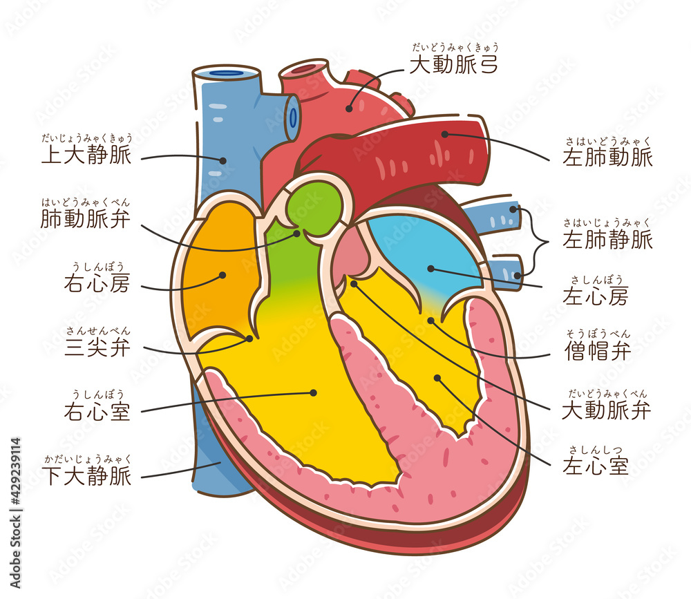 心臓の断面イラスト テキストつき Stock Vector Adobe Stock