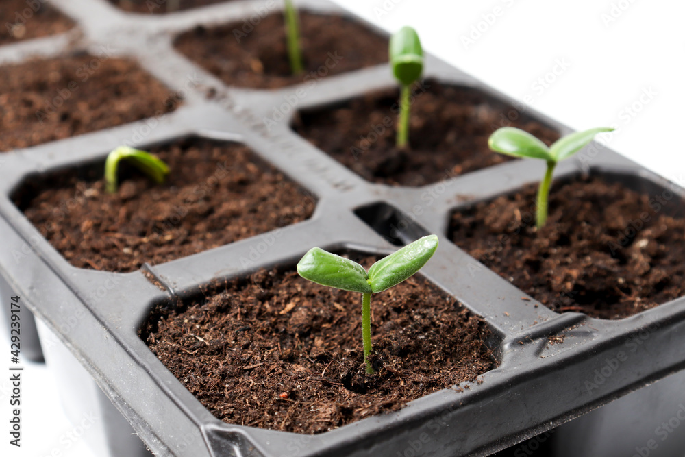 Seedlings of cucumbers - close-up in pallets, top view. The concept of landscaping, harvesting, garden beds Seedlings of cucumbers - close-up in pallets, top view. The concept of landscaping, harvesting, garden beds