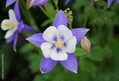 Fotobehang Beautiful Colorado Blue Columbine flowers at full bloom in the Spring