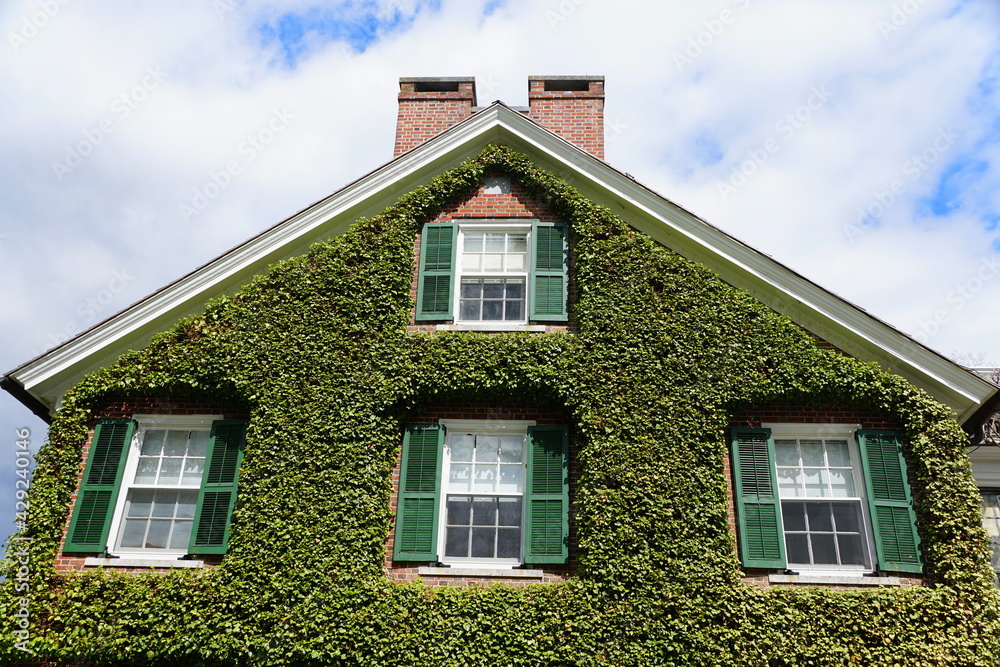 Windows of a house surrounded by green wild ivy plants