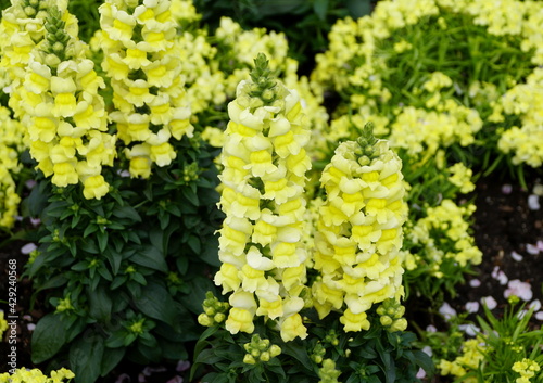 Obraz na płótnie Beautiful clusters of Snapdragon 'Speedy Sonnet Yellow', an upright annual flowe