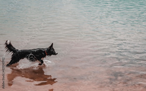 perro corriendo en la orilla de un pantano 