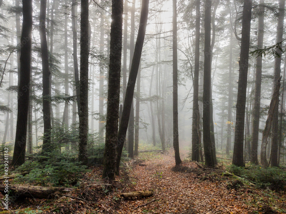 An early morning mist in a autumn conifer forest with a narrow footpath going strewn with fallen leaves