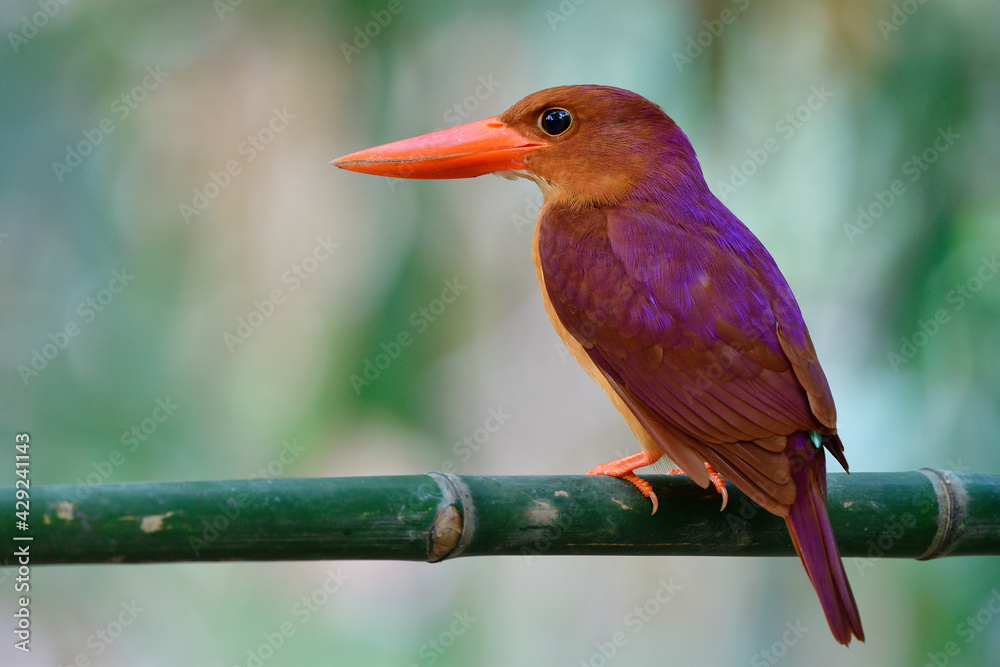 Fototapeta premium Ruddy kingfisher (halcyon coromanda) brown to red bird with large beaks and purple shade on its back during migation trip passing through city garden in bangkok, thailand