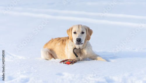 Lovely dog lying on sparkling snow with toy ring