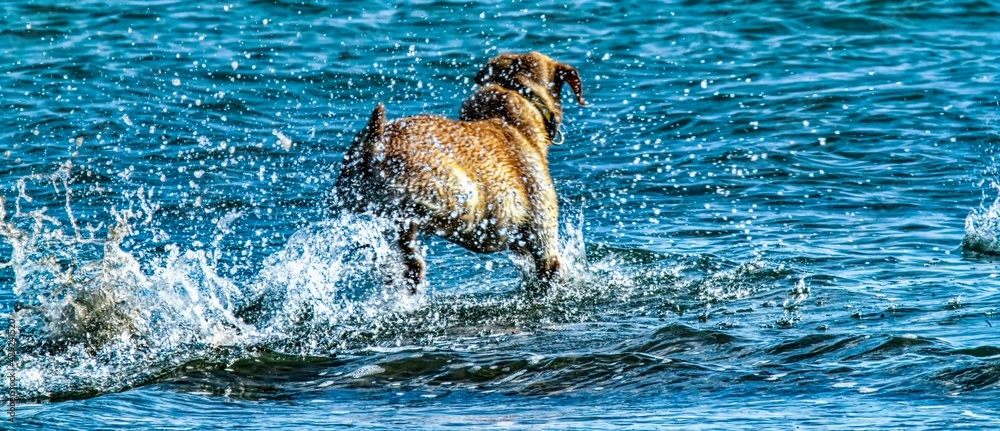 Dog playing on the beach and in the water