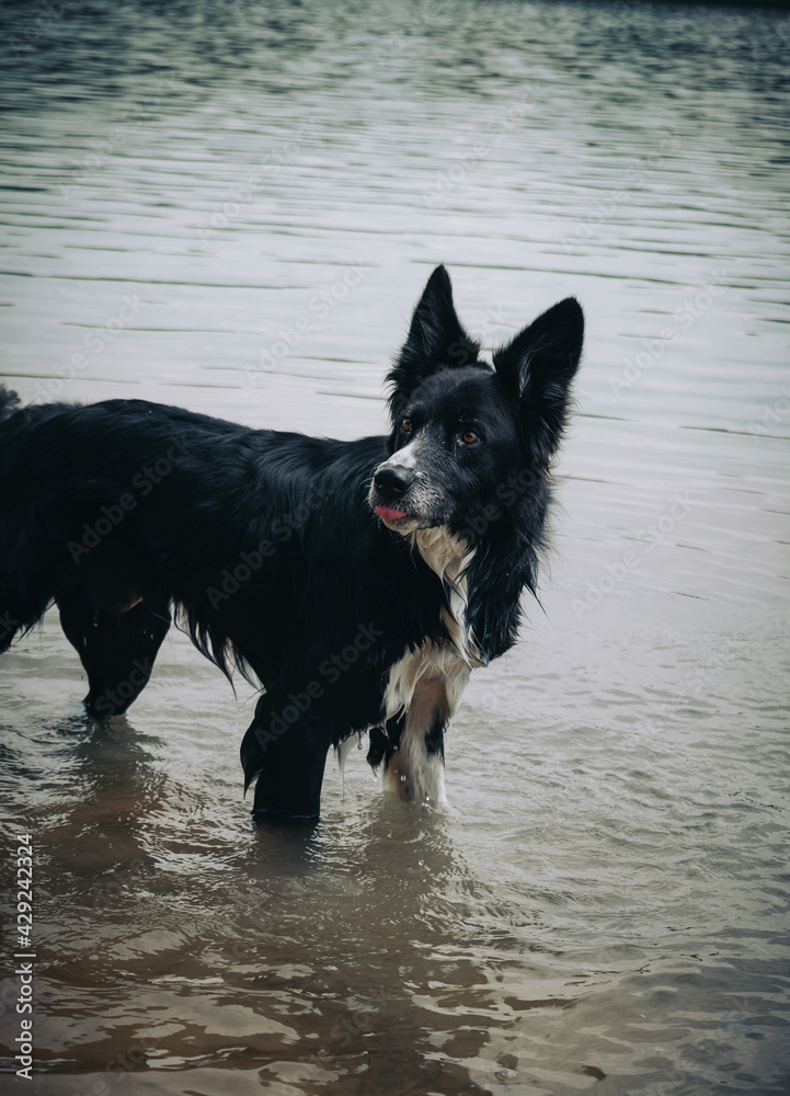 Perro en el agua sacando la lengua Perro en el agua sacando la lengua