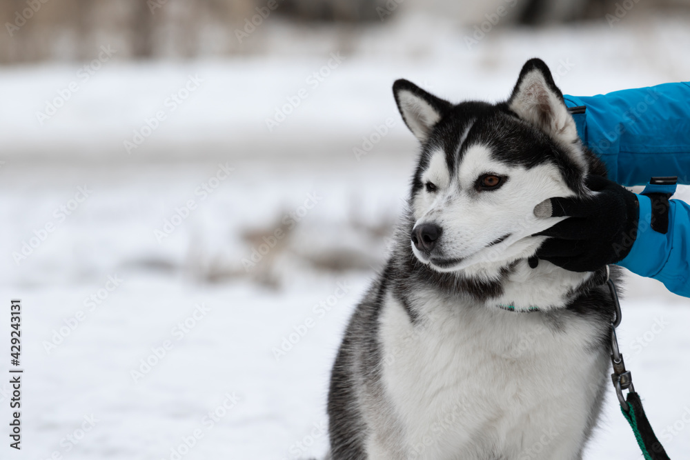 Women's hands in warm gloves and a blue warm jacket caress scales and strokes the dog breed Siberian husky black white color with brown eyes in winter on a walk in the street there is copy space.