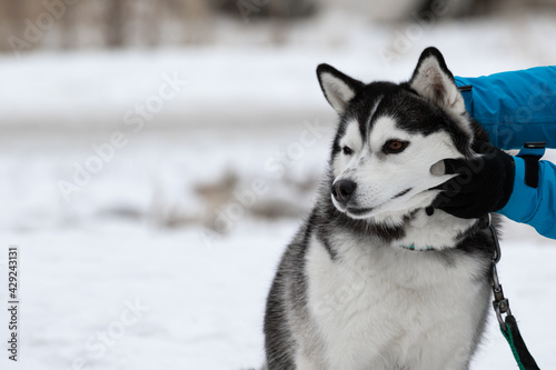 Women s hands in warm gloves and a blue warm jacket caress scales and strokes the dog breed Siberian husky black white color with brown eyes in winter on a walk in the street there is copy space.