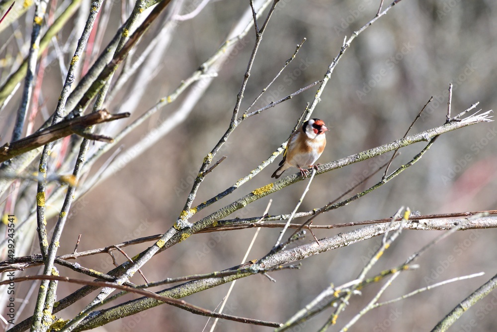 Portrait of bird goldfinch sitting on the branch in the sunny autumn Portrait of bird goldfinch sitting on the branch in the sunny autumn