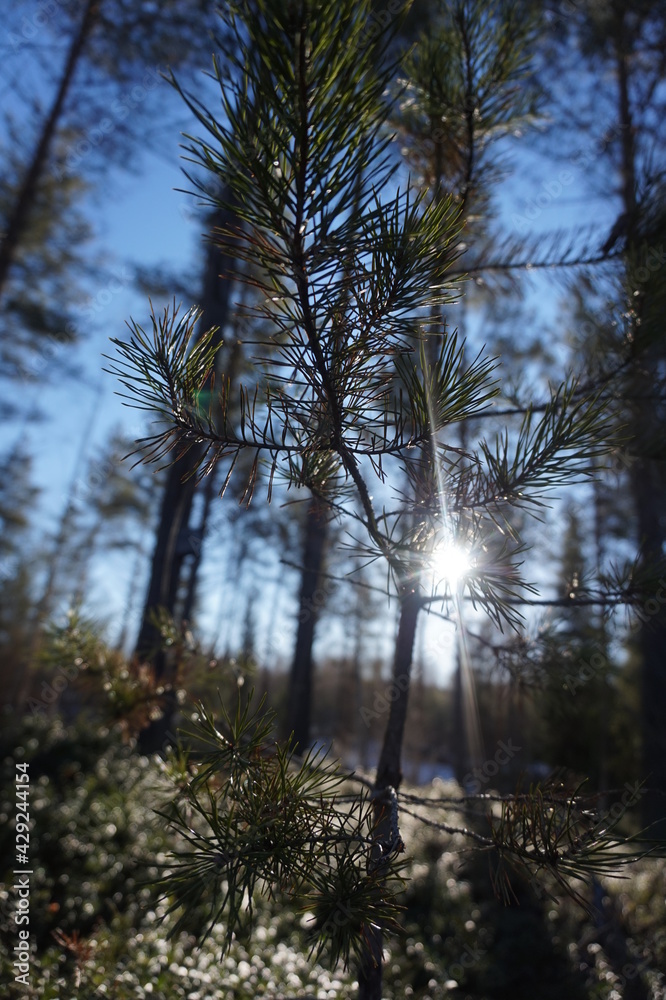 Sunny spring day in the woods Sunny spring day in the woods
