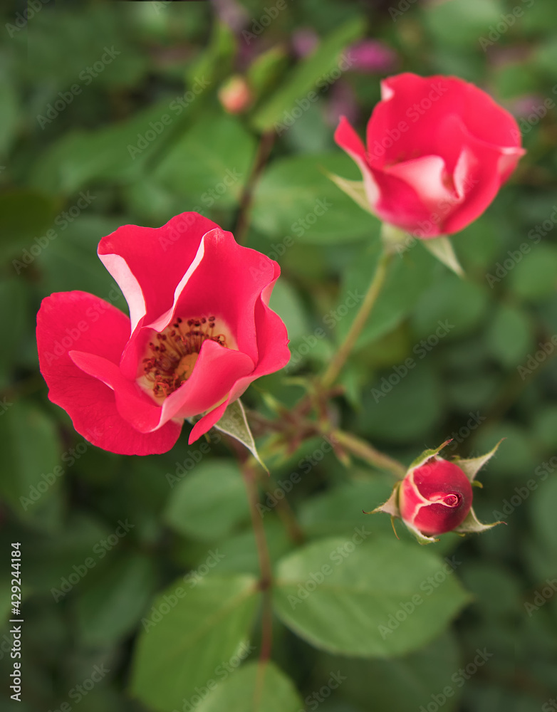 scarlet rose hips