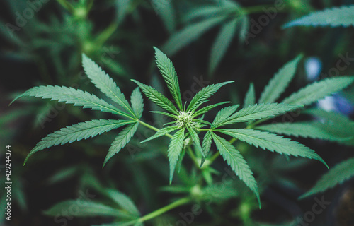 Foto Plantacion interior de marihuana del tipo amnesia haze medicinal y para uso recr