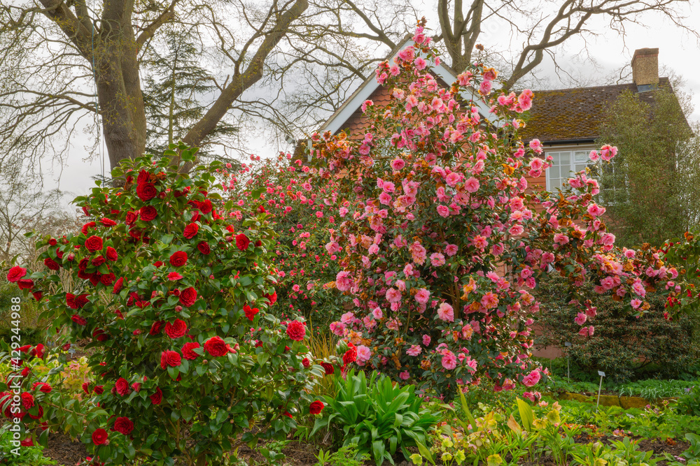 Camilla japonica black tie in full springtime bloom Camilla japonica black tie in full springtime bloom