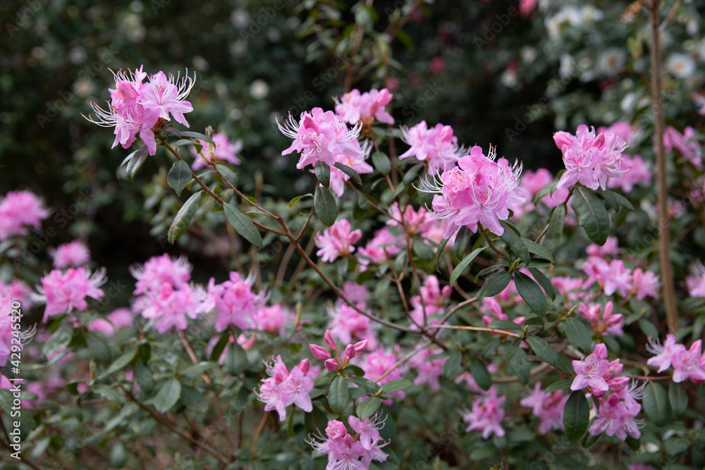 Springtime flowers of the rhododendron davidsonianum 