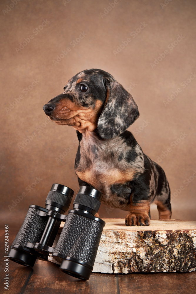 A cute marble dachshund puppy sits with binoculars on a brown background. Hunting concept