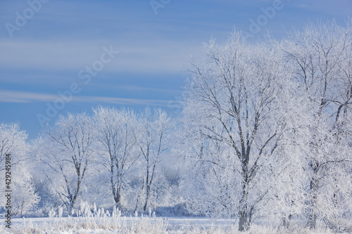 Winter landscape of frosted trees in a rural setting, Michigan, USA