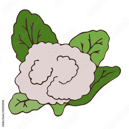 Flat doodle image of cauliflower with leaves. Vector illustration of a vegetable in color. Summer season