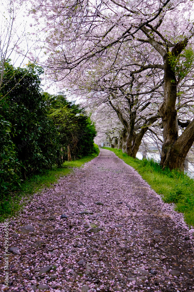 The walkway full blooming sakura falling down on nature road in a park with green trees along riverside in spring,Japan.