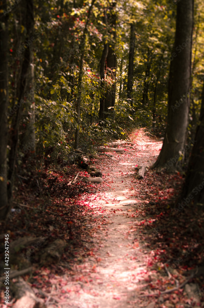 Obraz premium Autumn on a footpath 