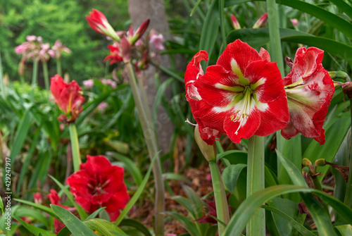 red amaryllis flower in the wild  colorful garden