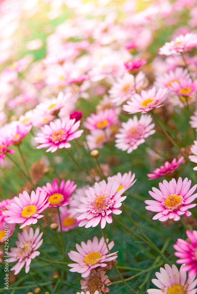 pink daisy flower field bright sunny day with blurry background, romantic close-up wallpaper pink daisy flower field bright sunny day with blurry background, romantic close-up wallpaper