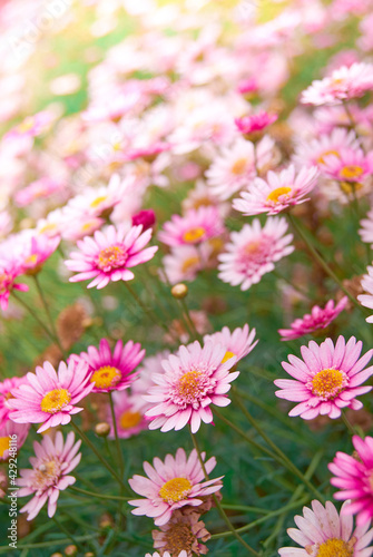 pink daisy flower field bright sunny day with blurry background   romantic close-up wallpaper