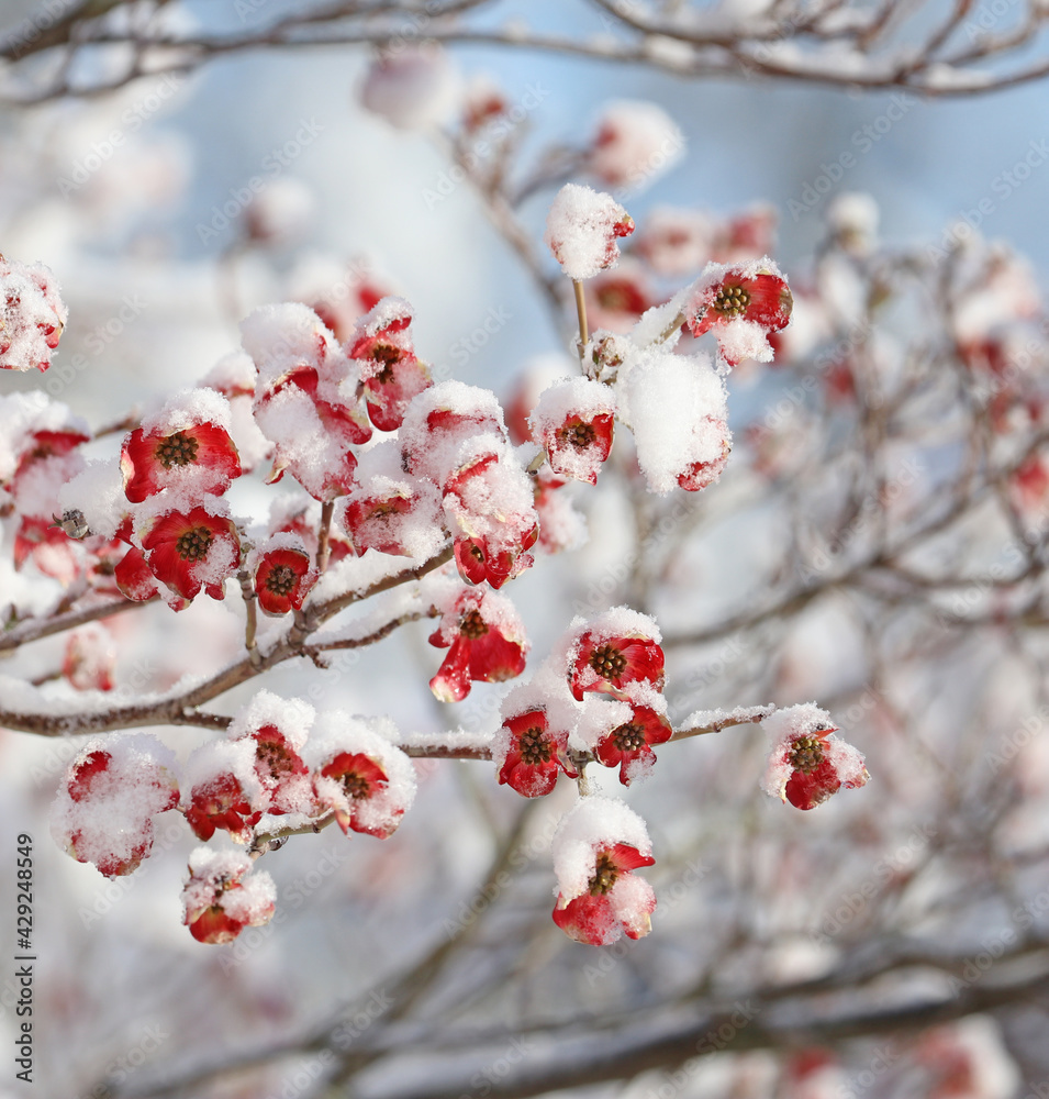A rare April snowfall covers the blossoms of a pink dogwood tree trying to bloom. A rare April snowfall covers the blossoms of a pink dogwood tree trying to bloom.
