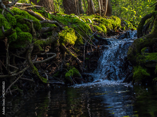 rushing stream in the forest