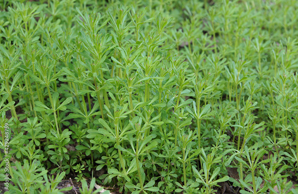 The Cleavers Galium aparine The Cleavers Galium aparine