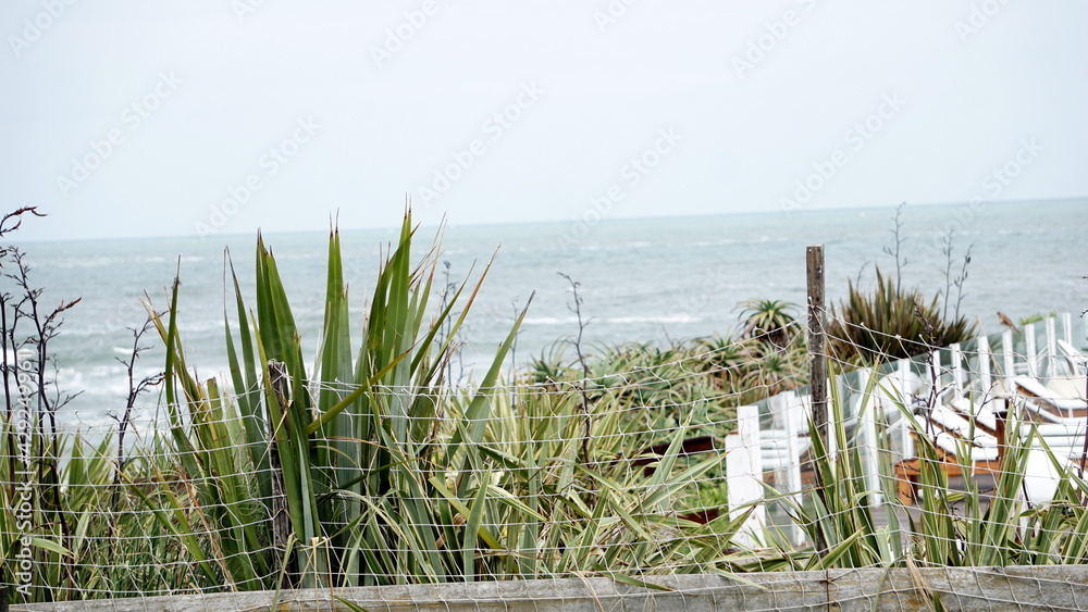 grass on the beach