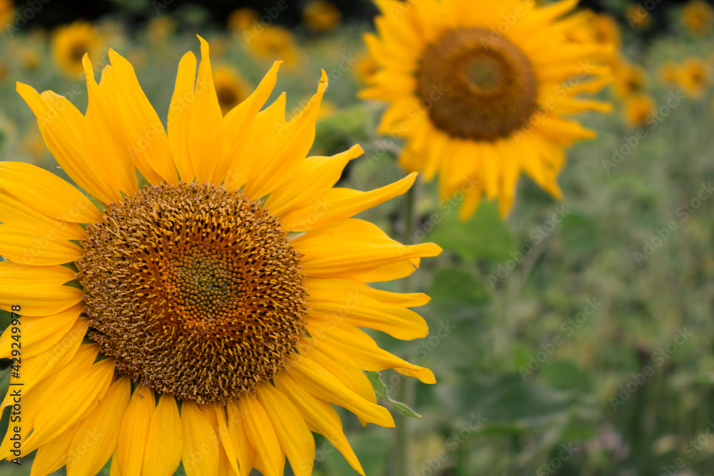 Yellow sunflowers on a background of green grass. Selective focus