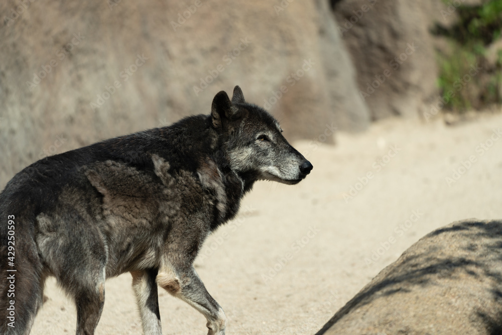 Naklejka premium Timber wolf walking in the grass