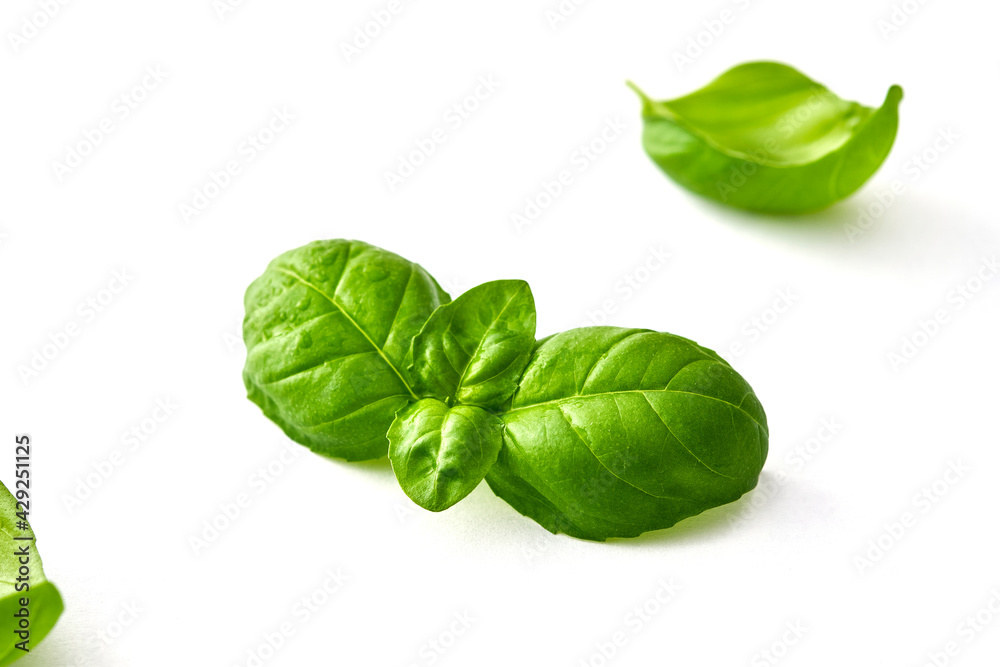 Fototapeta premium Fresh basil leaves isolated on white background
