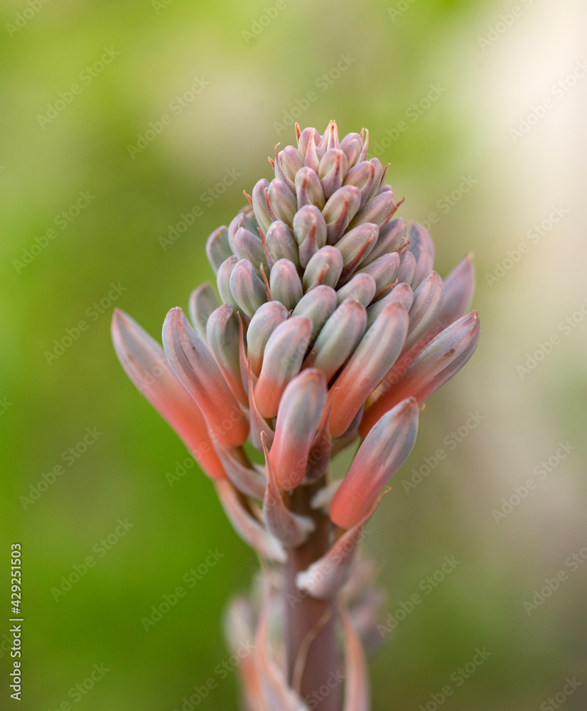 Fototapeta premium Blooms of the agave signal spring ime