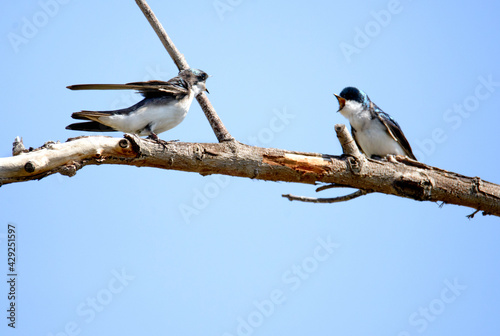 Tree swallows having a domestic dispute on a slender branch