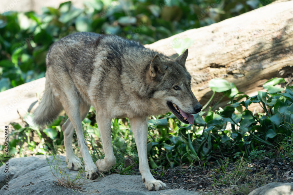 Timber wolf walking in the grass