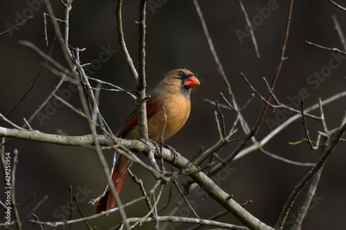Female Cardinal on a branch © Tracy