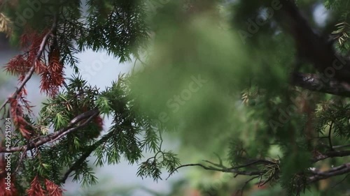 太陽に照らされた葉
