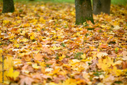 many yellow autumn leaves on the ground among the trees