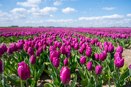 Tulips bulbs production in Netherlands, colorful spring fields with blossoming tulip flowers