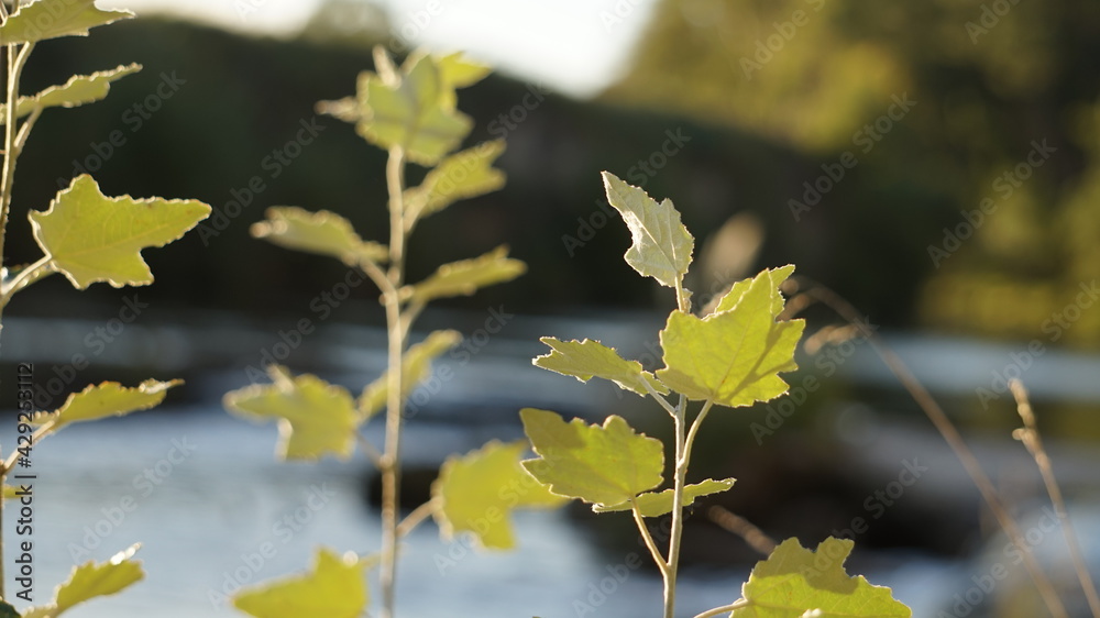 autumn leaves in the water autumn leaves in the water