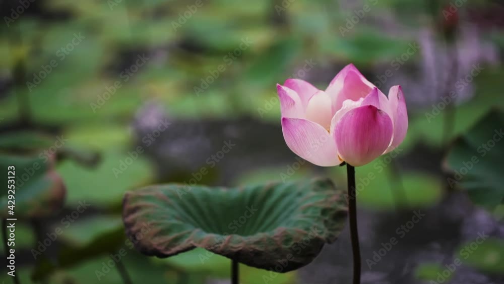 pink lotus flower pure peace oriental floating religion lotus petal leaf beauty garden
pink lotus flower pure peace oriental floating religion lotus petal leaf beauty garden