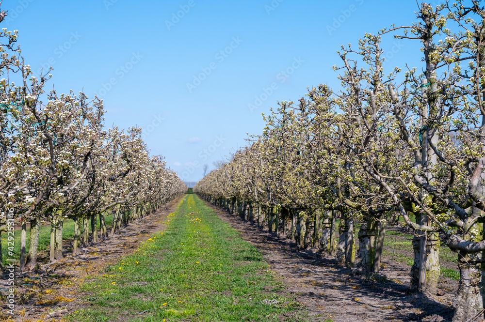 Cultivation of pear fruits on Dutch orchards, spring white blossom of pear trees Cultivation of pear fruits on Dutch orchards, spring white blossom of pear trees
